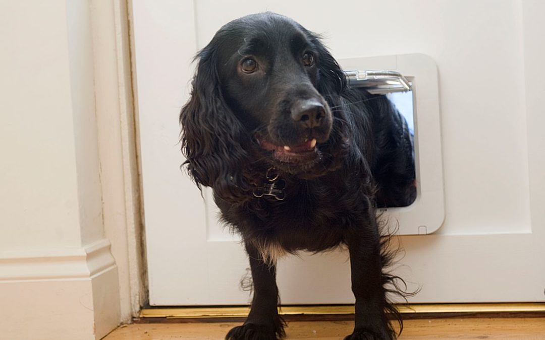 Tierische Namenspaten in der Hundewelt gesucht