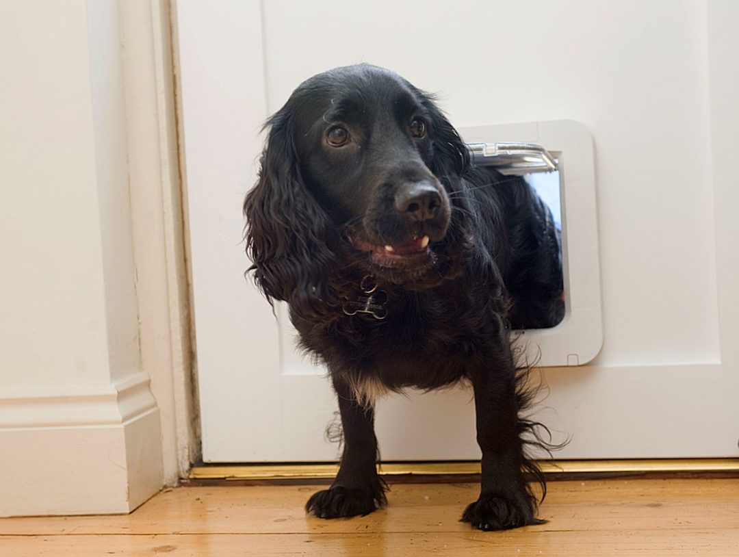 Tierische Namenspaten in der Hundewelt gesucht