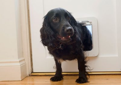 Tierische Namenspaten in der Hundewelt gesucht